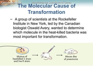 Lesson Overview   Identifying the Substance of Genes
           The Molecular Cause of
               Transformation
      – A group of scientists at the Rockefeller
       Institute in New York, led by the Canadian
       biologist Oswald Avery, wanted to determine
       which molecule in the heat-killed bacteria was
       most important for transformation.
 