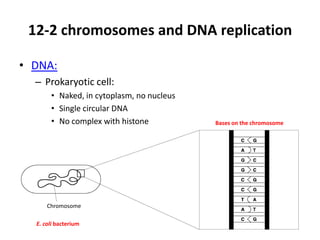 12-2 chromosomes and DNA replication

• DNA:
  – Prokaryotic cell:
       • Naked, in cytoplasm, no nucleus
       • Single circular DNA
       • No complex with histone           Bases on the chromosome

  – eukaryotic cell:
       • In nucleus,
       • In the form of chromosome



      Chromosome

  E. coli bacterium
 