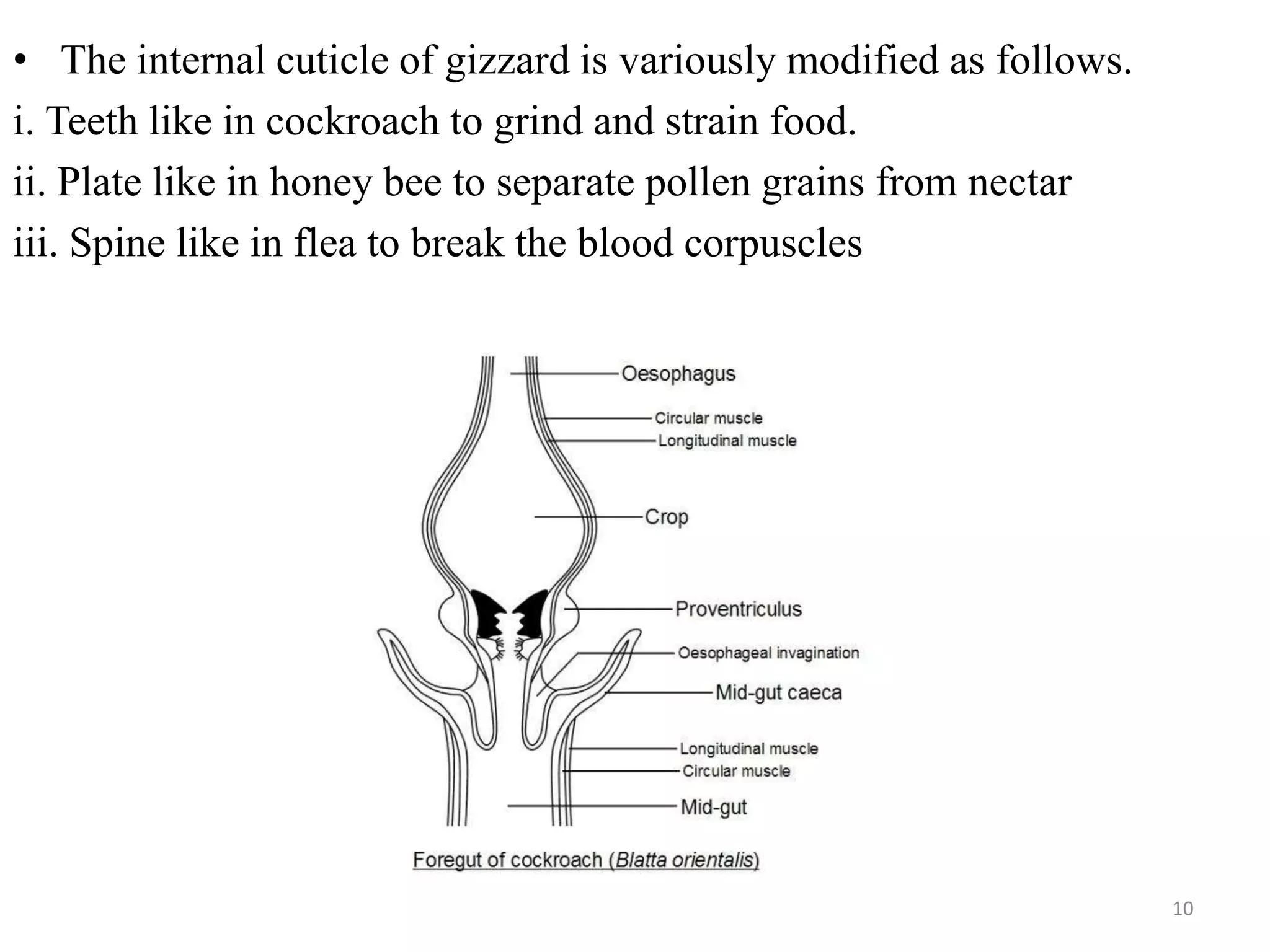Digestive system | PPTX