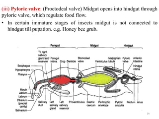 Digestive system | PPTX