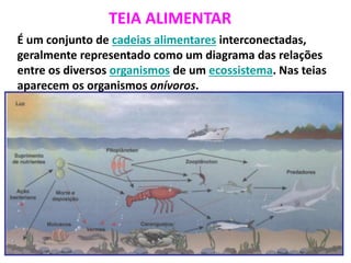 TEIA ALIMENTAR
É um conjunto de cadeias alimentares interconectadas,
geralmente representado como um diagrama das relações
entre os diversos organismos de um ecossistema. Nas teias
aparecem os organismos onívoros.