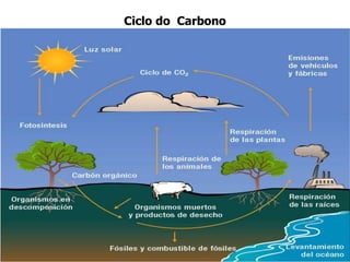 Ciclo do Carbono