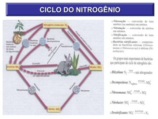 CICLO DO NITROGÊNIO