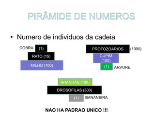 • Numero de individuos da cadeia
MILHO (100)
RATO (15)
(1)COBRA PROTOZOARIOS
CUPIM
(100)
(1) ARVORE
(1000)
ARANHAS (100)
DROSOFILAS (300)
(1) BANANEIRA
NAO HA PADRAO UNICO !!!