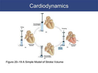 12. cardiac cycle | PPT