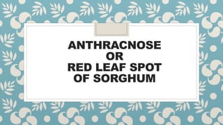 ANTHRACNOSE
OR
RED LEAF SPOT
OF SORGHUM
 