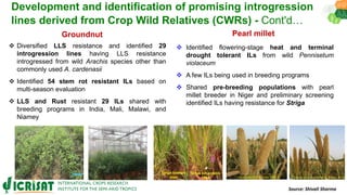 Research Program Genetic Gains (RPGG) Review Meeting 2021: Pre-breeding By Dr Hima Bindu K