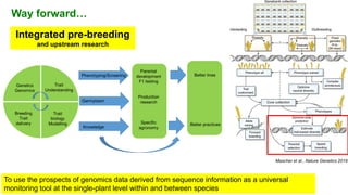 Research Program Genetic Gains (RPGG) Review Meeting 2021: Pre-breeding By Dr Hima Bindu K