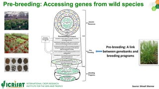Research Program Genetic Gains (RPGG) Review Meeting 2021: Pre-breeding By Dr Hima Bindu K