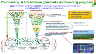 Research Program Genetic Gains (RPGG) Review Meeting 2021: Pre-breeding By Dr Hima Bindu K