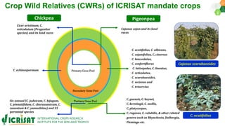 Research Program Genetic Gains (RPGG) Review Meeting 2021: Pre-breeding By Dr Hima Bindu K