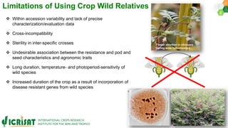 Research Program Genetic Gains (RPGG) Review Meeting 2021: Pre-breeding By Dr Hima Bindu K