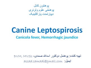 Canine Leptospirosis
Canicola fever, Hemorrhagic jaundice
‫کننده‬ ‫تهیه‬:،‫صمدی‬ ‫اسدهللا‬ ‫دوکتور‬ ‫پوهنمل‬DVM, MVSc
‫ایمیل‬:assad.samadi@gmail.com
‫کابل‬ ‫پوهنتون‬
‫وترنری‬ ‫علوم‬ ‫ی‬ً‫پوهنح‬
‫پاراکلینیک‬ ‫دیپارتمنت‬
 