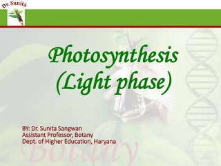 Photosynthesis light phase | PPTX | Chemistry | Science