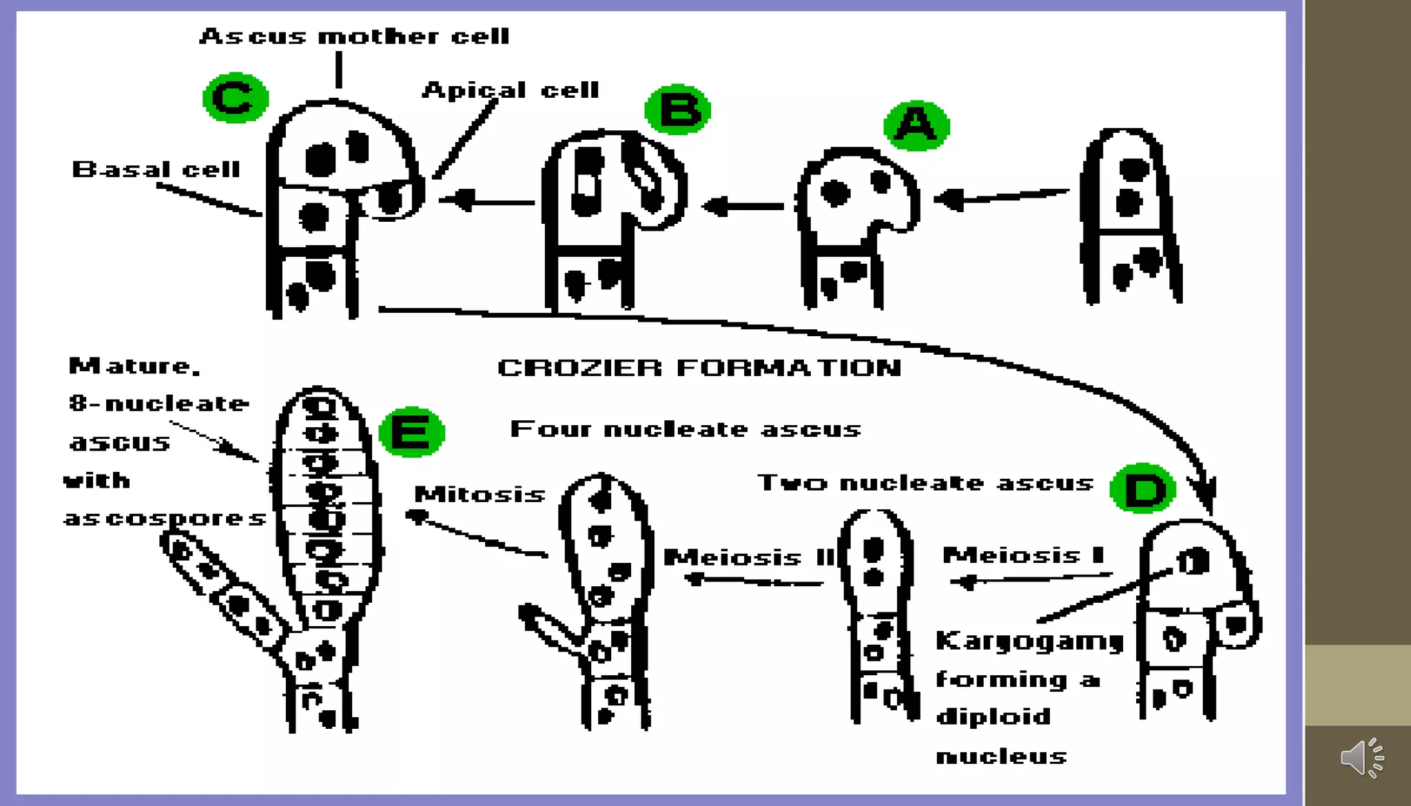 Ascomycota | PDF