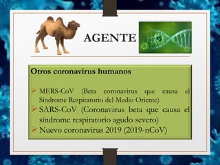 AGENTE
Otros coronavirus humanos
➢ MERS-CoV (Beta coronavirus que causa el
Síndrome Respiratorio del Medio Oriente)
➢SARS-CoV (Coronavirus beta que causa el
síndrome respiratorio agudo severo)
➢Nuevo coronavirus 2019 (2019-nCoV)
 