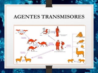 AGENTES TRANSMISORES
 