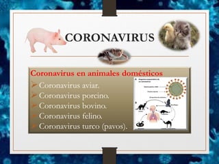 CORONAVIRUS
Coronavirus en animales domésticos
➢Coronavirus aviar.
➢Coronavirus porcino.
➢Coronavirus bovino.
➢Coronavirus felino.
➢Coronavirus turco (pavos).
 