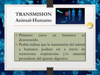 TRANSMISION
Animal-Humano
➢ Primeros casos en humanos es
desconocido.
➢ Podría indicar que la transmisión del animal
a humanos pudiera ser a través de
secreciones respiratorias y/o material
procedente del aparato digestivo.
 