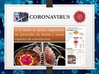 CORONAVIRUS
A la fecha se tienen registrados
un promedio de treinta y nueve
especies de coronavirus.
 