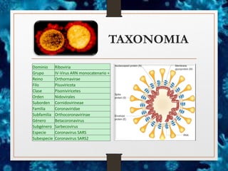 TAXONOMIA
Dominio Riboviria
Grupo IV-Virus ARN monocatenario +
Reino Orthornavirae
Filo Pisuviricota
Clase Pisoniviricetes
Orden Nidovirales
Suborden Cornidovirineae
Familia Coronaviridae
Subfamilia Orthocoronavirinae
Género Betacoronavirus
Subgénero Sarbecovirus
Especie Coronavirus SARS
Subespecie Coronavirus SARS2
 