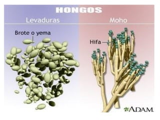• Algunas algas unicelulares se asocian
sibióticamente con cierto tipo de hongos y
forman lo que denominamos líquenes.
• A...