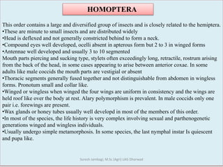 This order contains a large and diversified group of insects and is closely related to the hemiptera.
•These are minute to small insects and are distributed widely
•Head is deflexed and not generally constricted behind to form a neck.
•Compound eyes well developed, ocelli absent in apterous form but 2 to 3 in winged forms
•Antennae well developed and usually 3 to 10 segmented
Mouth parts piercing and sucking type, stylets often exceedingly long, retractile, rostrum arising
from the back of the head, in some cases appearing to arise between anterior coxae. In some
adults like male coccids the mouth parts are vestigial or absent
•Thoracic segments generally fused together and not distinguishable from abdomen in wingless
forms. Pronotum small and collar like.
•Winged or wingless when winged the four wings are uniform in consistency and the wings are
held roof like over the body at rest. Alary polymorphism is prevalent. In male coccids only one
pair i.e. forewings are present.
•Wax glands or honey tubes usually well developd in most of the members of this order.
•In most of the species, the life history is very complex involving sexual and parthenogenetic
generations winged and wingless individuals.
•Usually undergo simple metamorphosis. In some species, the last nymphal instar Is quiescent
and pupa like.
HOMOPTERA
Suresh Jambagi, M.Sc (Agri) UAS Dharwad
 