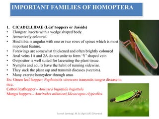1. CICADELLIDAE (Leaf hoppers or Jassids)
• Elongate insects with a wedge shaped body.
• Attractively coloured.
• Hind tibia is angular with one or two rows of spines which is most
important feature.
• Forewings are somewhat thickened and often brightly coloured
• Anal veins 1A and 2A do not unite to form ‘Y’ shaped vein
• Ovipositor is well suited for lacerating the plant tissue.
• Nymphs and adults have the habit of running sidewise.
• They suck the plant sap and transmit diseases (vectors).
• Many excrete honeydew through anus
Ex: Green leaf hopper- Nephotettix virescens transmits tungro disease in
rice.
Cotton leafhopper - Amrasca biguttula biguttula
Mango hoppers - Amritodes atkinsoni,Ideoscopus clypealiss
IMPORTANT FAMILIES OF HOMOPTERA
Suresh Jambagi, M.Sc (Agri) UAS Dharwad
 