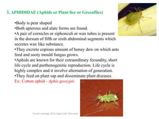 3. APHIDIDAE (Aphids or Plant lice or Greenflies)
•Body is pear shaped
•Both apterous and alate forms are found.
•A pair of cornicles or siphonculi or wax tubes is present
in the dorsum of fifth or sixth abdominal segments which
secretes wax like substance.
•They excrete copious amount of honey dew on which ants
feed and sooty mould fungus grows.
•Aphids are known for their extraordinary fecundity, short
life cycle and parthenogenitic reproduction. Life cycle is
highly complex and it involve alternation of generation.
•They feed on plant sap and disseminate plant diseases.
Ex: Cotton aphid - Aphis gossypii.
Suresh Jambagi, M.Sc (Agri) UAS Dharwad
 