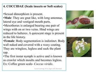 4. COCCIDAE (Scale insects or Soft scales)
•Sexual dimorphism is present.
•Male: They are gnat like, with long antennae,
lateral eye and vestigeal mouth parts.
•Mesothorax is enlarged bearing one pair of
wings with on or two veins. Hind wings are
reduced to halteres. A quiescent stage is present
in the life history.
•Female: Body segmentation is indistinct. Body
wall naked and covered with a waxy coating.
They are wingless, legless and suck the plant
sap.
•The first instar nymph is active and is known
as crawler which moults and becomes legless.
Ex: Coffee green scale- Coccus viridis.
Suresh Jambagi, M.Sc (Agri) UAS Dharwad
 