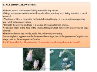 5. ALEYRODIDAE (Whiteflies)
•Minute insects which superficially resemble tiny moths.
•Wings are opaque and dusted with mealy white powdery wax. Wing venation is much
reduced.
•Vasiform orifice is present in the last abdominal tergite. It is a conspicuous opening
provided with an operculum.
•Beneath the operculum there is a tongue-like organ termed lingula.
•The anus opens at the base of the lingula through which honey dew is excreted in large
amount.
•Immature instars are sessile, scale like, with waxy covering.
Metamorphosis approaches the homometabolus type due to the presence of a quiescent
stage prior to the emergence of adults.
Ex: Cotton whitefly- Bemisia tabaci (transmits vein clearing disease in bhendi).
Suresh Jambagi, M.Sc (Agri) UAS Dharwad
 