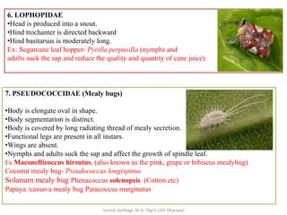 6. LOPHOPIDAE
•Head is produced into a snout.
•Hind trochanter is directed backward
•Hind basitarsus is moderately long.
Ex: Sugarcane leaf hopper- Pyrilla perpusilla (nymphs and
adults suck the sap and reduce the quality and quantity of cane juice).
7. PSEUDOCOCCIDAE (Mealy bugs)
•Body is elongate oval in shape.
•Body segmentation is distinct.
•Body is covered by long radiating thread of mealy secretion.
•Functional legs are present in all instars.
•Wings are absent.
•Nymphs and adults suck the sap and affect the growth of spindle leaf.
Ex Maconellicoccus hirsutus, (also known as the pink, grape or hibiscus mealybug)
Coconut mealy bug- Pseudococcus longispinus
Solanum mealy bug Phenacoccus solenopsis (Cotton etc)
Papaya /cassava mealy bug Paracoccus marginatus
Suresh Jambagi, M.Sc (Agri) UAS Dharwad
 