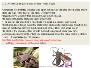 2. COREIDAE (Squash bugs or leaf footed bugs)
•Antennae 4 segmented sitiuated well upon the sides of the head above a line drawn
from the eyes to the base of the beak. Ocelli present
•Head narrower, shorter than pronoutm, scutellum smaller.
•In hemelytra, richly branched veins are present.
•The edge of the abdomen is raised and wings lie in a distinct depression
•Stink glands are found inside the metathorax and glands openings are found on the
sides of the thorax between middle and hind coxae. They emit a bad odour.
•In most of the species, either or both the hind femora and tibiae may have
conspicuous enlargements or leaf like dilations and hence the name leaf footedbugs.
•Tarsi – 3 segmented pulvilli present.
Ex: Rice gundhi bug- Leptocorisa acuta- paddy gundybug
od bugs- Clavigralla gibbosa on pulses
Suresh Jambagi, M.Sc (Agri) UAS Dharwad
 