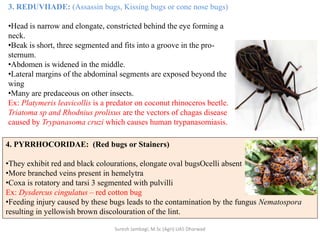 3. REDUVIIADE: (Assassin bugs, Kissing bugs or cone nose bugs)
•Head is narrow and elongate, constricted behind the eye forming a
neck.
•Beak is short, three segmented and fits into a groove in the pro-
sternum.
•Abdomen is widened in the middle.
•Lateral margins of the abdominal segments are exposed beyond the
wing
•Many are predaceous on other insects.
Ex: Platymeris leavicollis is a predator on coconut rhinoceros beetle.
Triatoma sp and Rhodnius prolixus are the vectors of chagas disease
caused by Trypanasoma cruzi which causes human trypanasomiasis.
4. PYRRHOCORIDAE: (Red bugs or Stainers)
•They exhibit red and black colourations, elongate oval bugsOcelli absent
•More branched veins present in hemelytra
•Coxa is rotatory and tarsi 3 segmented with pulvilli
Ex: Dysdercus cingulatus – red cotton bug
•Feeding injury caused by these bugs leads to the contamination by the fungus Nematospora
resulting in yellowish brown discolouration of the lint.
Suresh Jambagi, M.Sc (Agri) UAS Dharwad
 