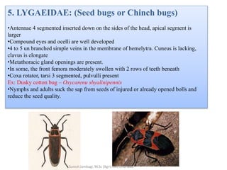 5. LYGAEIDAE: (Seed bugs or Chinch bugs)
•Antennae 4 segmented inserted down on the sides of the head, apical segment is
larger
•Compound eyes and ocelli are well developed
•4 to 5 un branched simple veins in the membrane of hemelytra. Cuneus is lacking,
clavus is elongate
•Metathoracic gland openings are present.
•In some, the front femora moderately swollen with 2 rows of teeth beneath
•Coxa rotator, tarsi 3 segmented, pulvulli present
Ex: Dusky cotton bug – Oxycarenu shyalinipennis
•Nymphs and adults suck the sap from seeds of injured or already opened bolls and
reduce the seed quality.
Suresh Jambagi, M.Sc (Agri) UAS Dharwad
 