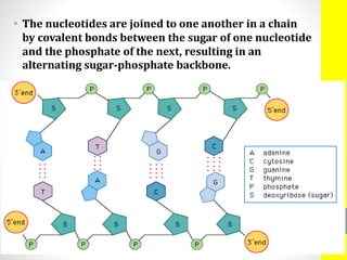 • The nucleotides are joined to one another in a chain
by covalent bonds between the sugar of one nucleotide
and the phosphate of the next, resulting in an
alternating sugar-phosphate backbone.
 
