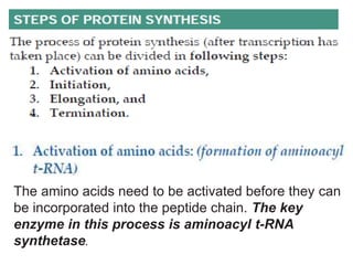 The amino acids need to be activated before they can
be incorporated into the peptide chain. The key
enzyme in this process is aminoacyl t-RNA
synthetase.
 
