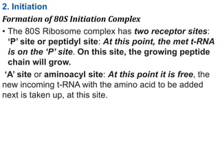 2. Initiation
Formation of 80S Initiation Complex
• The 80S Ribosome complex has two receptor sites:
‘P’ site or peptidyl site: At this point, the met t-RNA
is on the ‘P’ site. On this site, the growing peptide
chain will grow.
‘A’ site or aminoacyl site: At this point it is free, the
new incoming t-RNA with the amino acid to be added
next is taken up, at this site.
 