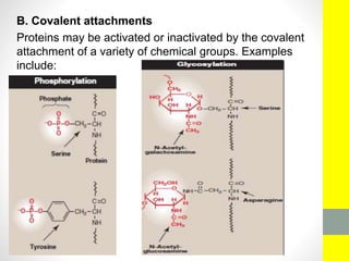 B. Covalent attachments
Proteins may be activated or inactivated by the covalent
attachment of a variety of chemical groups. Examples
include:
 