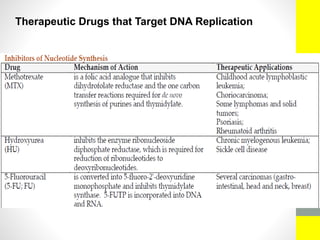 Therapeutic Drugs that Target DNA Replication
 