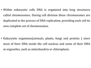 • Within eukaryotic cells DNA is organized into long structures
called chromosomes. During cell division these chromosomes are
duplicated in the process of DNA replication, providing each cell its
own complete set of chromosomes.
• Eukaryotic organisms(animals, plants, fungi and protists ) store
most of their DNA inside the cell nucleus and some of their DNA
in organelles, such as mitochondria or chloroplasts.
 