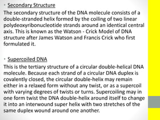• Secondary Structure
The secondary structure of the DNA molecule consists of a
double-stranded helix formed by the coiling of two linear
polydeoxyribonucleotide strands around an identical central
axis. This is known as the Watson - Crick Model of DNA
structure after James Watson and Francis Crick who first
formulated it.
• Supercoiled DNA
This is the tertiary structure of a circular double-helical DNA
molecule. Because each strand of a circular DNA duplex is
covalently closed, the circular double-helix may remain
either in a relaxed form without any twist, or as a supercoil
with varying degrees of twists or turns. Supercoiling may in
one form twist the DNA double-helix around itself to change
it into an interwound super helix with two stretches of the
same duplex wound around one another.
 
