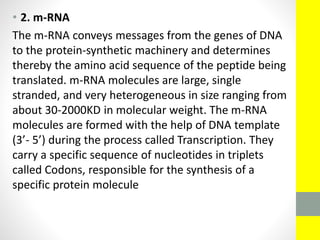 • 2. m-RNA
The m-RNA conveys messages from the genes of DNA
to the protein-synthetic machinery and determines
thereby the amino acid sequence of the peptide being
translated. m-RNA molecules are large, single
stranded, and very heterogeneous in size ranging from
about 30-2000KD in molecular weight. The m-RNA
molecules are formed with the help of DNA template
(3’- 5’) during the process called Transcription. They
carry a specific sequence of nucleotides in triplets
called Codons, responsible for the synthesis of a
specific protein molecule
 