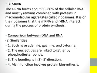 • 3. r-RNA
The r-RNA forms about 60- 80% of the cellular RNA
and mostly remains combined with proteins in
macromolecular aggregates called ribosomes. It is on
the ribosomes that the mRNA and r-RNA interact
during the process of protein synthesis.
• Comparison between DNA and RNA
(a) Similarities
• 1. Both have adenine, guanine, and cytosine.
• 2. The nucleotides are linked together by
phosphodiester bonds.
• 3. The bonding is in 3’- 5’ direction.
• 4. Main function involves protein biosynthesis.
 