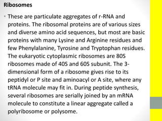 Ribosomes
• These are particulate aggregates of r-RNA and
proteins. The ribosomal proteins are of various sizes
and diverse amino acid sequences, but most are basic
proteins with many Lysine and Arginine residues and
few Phenylalanine, Tyrosine and Tryptophan residues.
The eukaryotic cytoplasmic ribosomes are 80S
ribosomes made of 40S and 60S subunit. The 3-
dimensional form of a ribosome gives rise to its
peptidyl or P site and aminoacyl or A site, where any
tRNA molecule may fit in. During peptide synthesis,
several ribosomes are serially joined by an mRNA
molecule to constitute a linear aggregate called a
polyribosome or polysome.
 