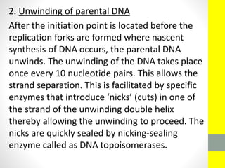 2. Unwinding of parental DNA
After the initiation point is located before the
replication forks are formed where nascent
synthesis of DNA occurs, the parental DNA
unwinds. The unwinding of the DNA takes place
once every 10 nucleotide pairs. This allows the
strand separation. This is facilitated by specific
enzymes that introduce ‘nicks’ (cuts) in one of
the strand of the unwinding double helix
thereby allowing the unwinding to proceed. The
nicks are quickly sealed by nicking-sealing
enzyme called as DNA topoisomerases.
 