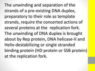 The unwinding and separation of the
strands of a pre-existing DNA duplex,
preparatory to their role as template
strands, require the concerted actions of
several proteins at the replication fork.
The unwinding of DNA duplex is brought
about by Rep protein, DNA helicase-II and
Helix-destabilizing or single stranded
binding protein (HD protein or SSB protein)
at the replication fork.
 