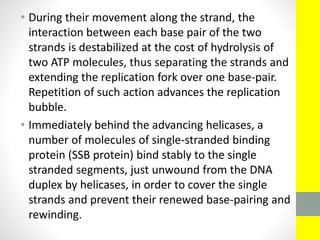 • During their movement along the strand, the
interaction between each base pair of the two
strands is destabilized at the cost of hydrolysis of
two ATP molecules, thus separating the strands and
extending the replication fork over one base-pair.
Repetition of such action advances the replication
bubble.
• Immediately behind the advancing helicases, a
number of molecules of single-stranded binding
protein (SSB protein) bind stably to the single
stranded segments, just unwound from the DNA
duplex by helicases, in order to cover the single
strands and prevent their renewed base-pairing and
rewinding.
 