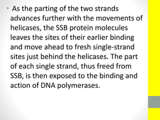 • As the parting of the two strands
advances further with the movements of
helicases, the SSB protein molecules
leaves the sites of their earlier binding
and move ahead to fresh single-strand
sites just behind the helicases. The part
of each single strand, thus freed from
SSB, is then exposed to the binding and
action of DNA polymerases.
 