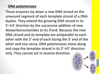 • DNA polymerases
These enzymes lay down a new DNA strand on the
unwound segment of each template strand of a DNA
duplex. They extend the growing DNA strand in its
5’→3’ direction by the successive addition of new
deoxyribonucleotides to its 3’end. Because the new
DNA strand and its template are antiparallel to each
other with the 3’ end of each facing the 5’ end of the
other and vice-versa, DNA polymerases move along
and copy the template strand in its 3’→5’ direction
only. They cannot act in reverse direction.
 